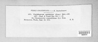Pucciniastrum epilobii image